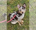 Small Photo #1 Pomsky Puppy For Sale in KANSAS CITY, KS, USA