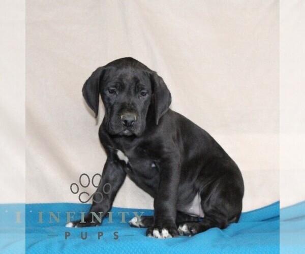 Medium Photo #1 Great Dane Puppy For Sale in BROGUE, PA, USA