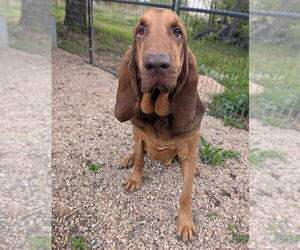 Bloodhound Dogs for adoption in Vail, AZ, USA