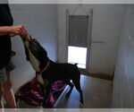 Small #3 Catahoula Leopard Dog-Huskies  Mix