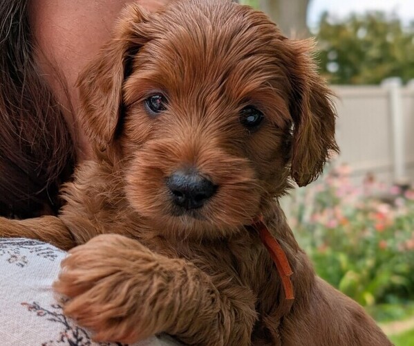 Medium Photo #1 Miniature Labradoodle Puppy For Sale in SYCAMORE, IL, USA
