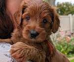 Image preview for Ad Listing. Nickname: Lucy