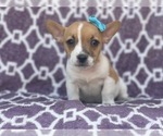 Small Photo #5 French Bulldog-Jack Russell Terrier Mix Puppy For Sale in LAKELAND, FL, USA