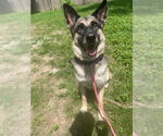 Small German Shepherd Dog