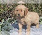 Puppy Misty Golden Retriever
