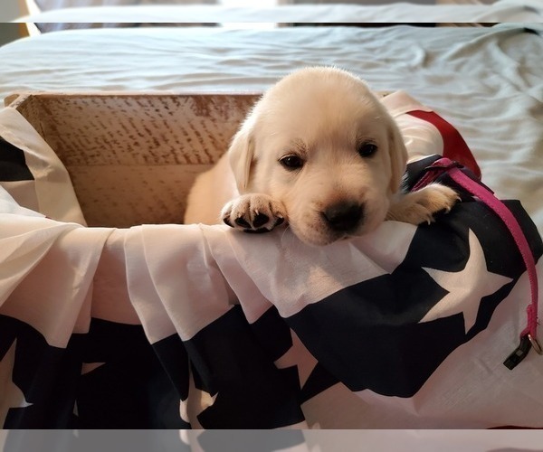 Medium Photo #1 Labrador Retriever Puppy For Sale in WATERFORD, WI, USA