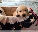 Small Photo #1 Labrador Retriever Puppy For Sale in WATERFORD, WI, USA