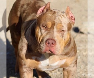 Father of the American Bully puppies born on 02/07/2022