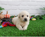 Small #4 Labrador Retriever