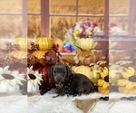 Small #2 Dachshund