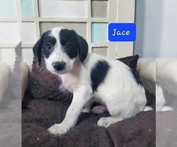 Medium Photo #1 Jack-A-Poo Puppy For Sale in GOSHEN, IN, USA