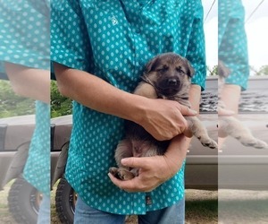 German Shepherd Dog Puppy for sale in BRASHEAR, TX, USA
