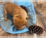 Small Photo #3 French Bulldog Puppy For Sale in MIDDLEBURG, FL, USA