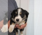 Puppy Lainey Miniature Australian Shepherd