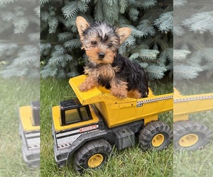 Yorkshire Terrier Puppy for sale in MIDDLEBURY, IN, USA