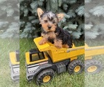 Image preview for Ad Listing. Nickname: Jax