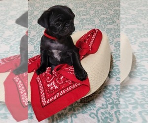 Pug Puppy for Sale in WEIRSDALE, Florida USA