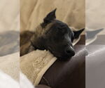 Small #12 Mutt