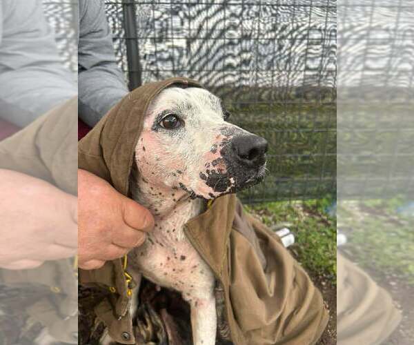 Medium Photo #3 Mutt Puppy For Sale in Abbeville, LA, USA