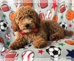 Small Photo #8 Poodle (Standard) Puppy For Sale in LAKELAND, FL, USA