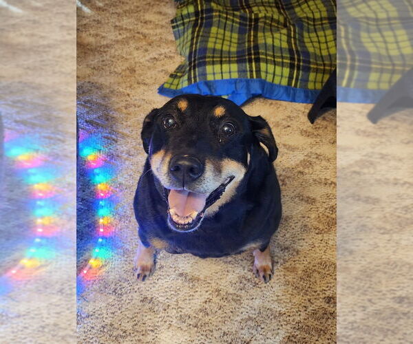 Medium Photo #1 Rottweiler-Unknown Mix Puppy For Sale in Candler, NC, USA