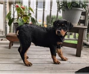 Rottweiler Puppy for sale in CHRISTIANA, PA, USA