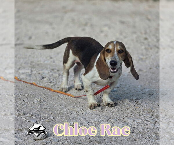 Medium Photo #2 Basschshund Puppy For Sale in San Antonio, TX, USA