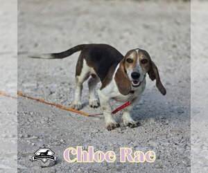 Chloe Rae - Female Basschshund Dog for Adoption - Photo #2