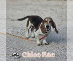 Small Photo #2 Basschshund Puppy For Sale in San Antonio, TX, USA