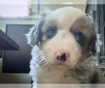 Small #2 Aussie-Corgi