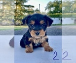 Small #2 Yorkshire Terrier