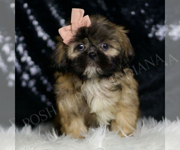 Medium Photo #4 Shih Tzu Puppy For Sale in WARSAW, IN, USA