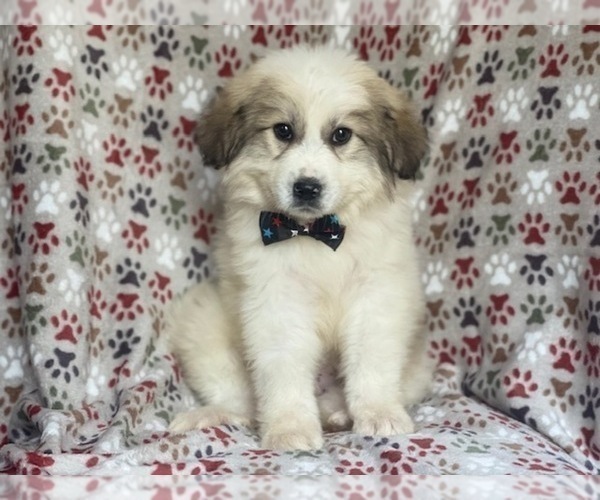 Medium Photo #2 Great Pyrenees Puppy For Sale in LAKELAND, FL, USA