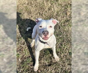 Mutt Dogs for adoption in Glen Allen, VA, USA