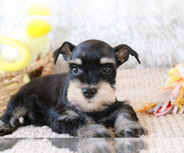 Medium Photo #2 Schnauzer (Miniature) Puppy For Sale in SYRACUSE, IN, USA
