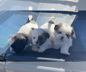 Shih Tzu Puppy for sale in FLOWER MOUND, TX, USA