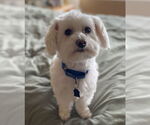 Small #8 Maltese Mix