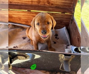 Labrador Retriever Puppy for sale in LAFAYETTE, TN, USA