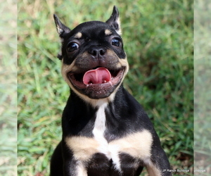 French Bulldog Litter for sale in WINNSBORO, TX, USA