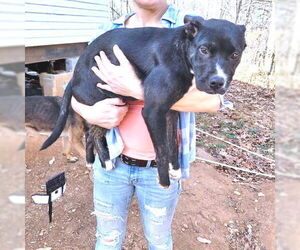 Labrador Retriever-Unknown Mix Dogs for adoption in Rutherfordton, NC, USA