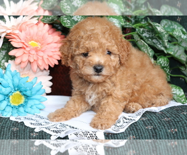 Medium Photo #4 Bichpoo Puppy For Sale in SHILOH, OH, USA