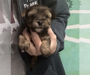 Mal-Shi Puppy for sale in VIRGINIA BEACH, VA, USA