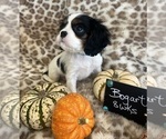Small #4 Cavalier King Charles Spaniel