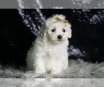 Small Photo #92 Maltipoo Puppy For Sale in WARSAW, IN, USA