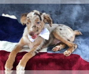 Miniature Australian Shepherd Puppy for sale in NOTTINGHAM, PA, USA