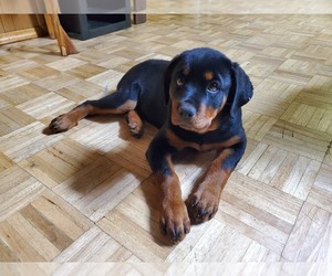 Rottweiler Puppy for sale in NILES, IL, USA