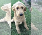 Small Photo #6 Labradoodle Puppy For Sale in BOWLING GREEN, KY, USA