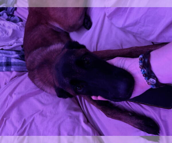 Medium Photo #4 Mutt Puppy For Sale in San Diego, CA, USA