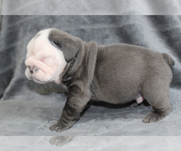 Medium Photo #4 Bulldog Puppy For Sale in BRANDON, FL, USA