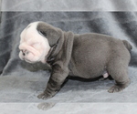 Small #3 Bulldog